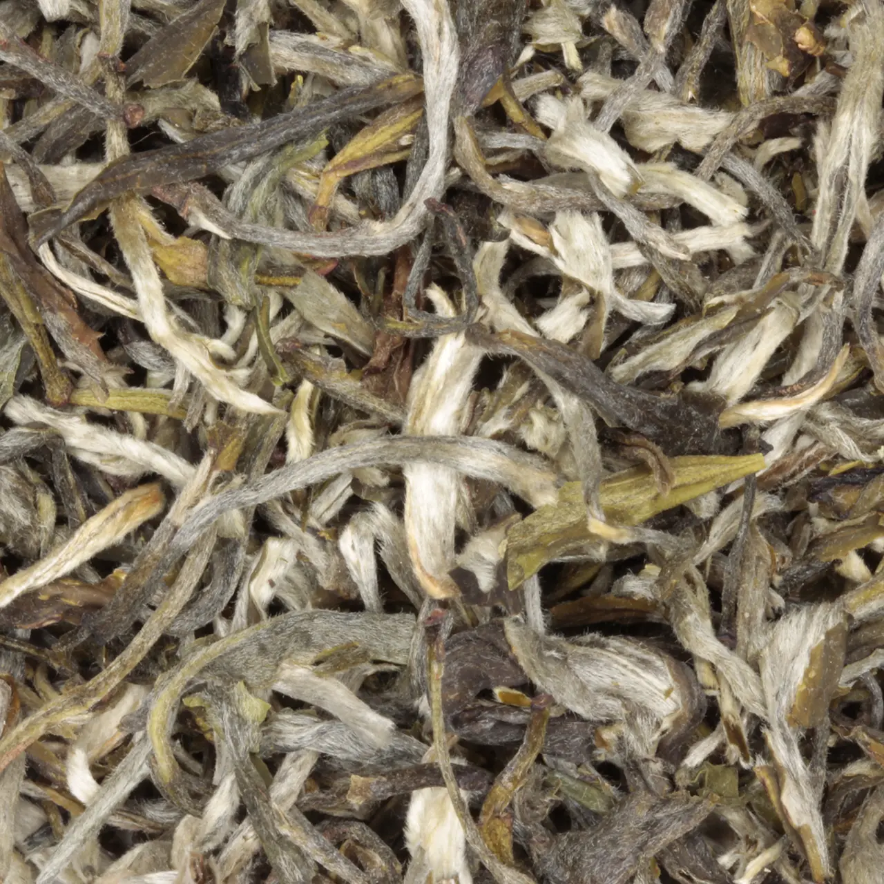 003-snow-buds-biologische-witte-thee